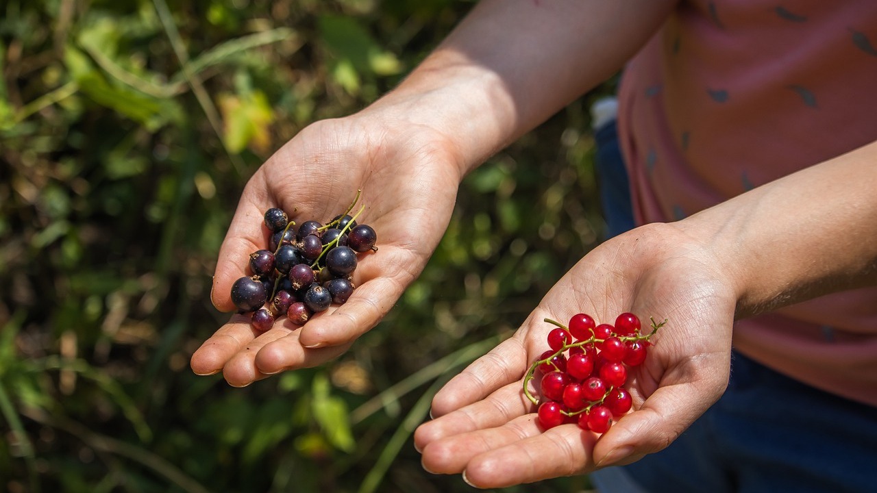 Berry picking. Strauchbeeren. Blueberries, Blackcurrants, Beets, Cherries and Red Wine.