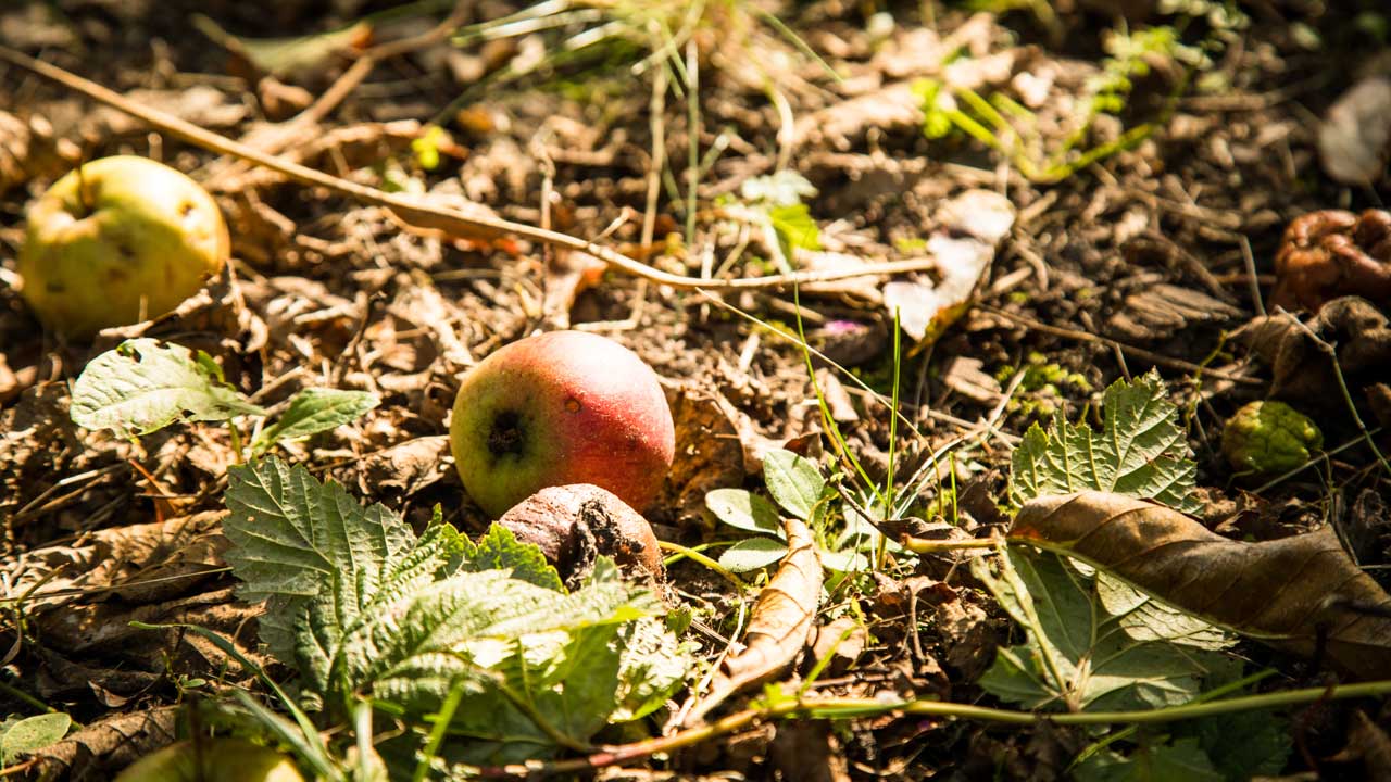 -pfel-N-sse-Kastanien-Wo-du-sammeln-darfst-und-wo-es-verboten-ist