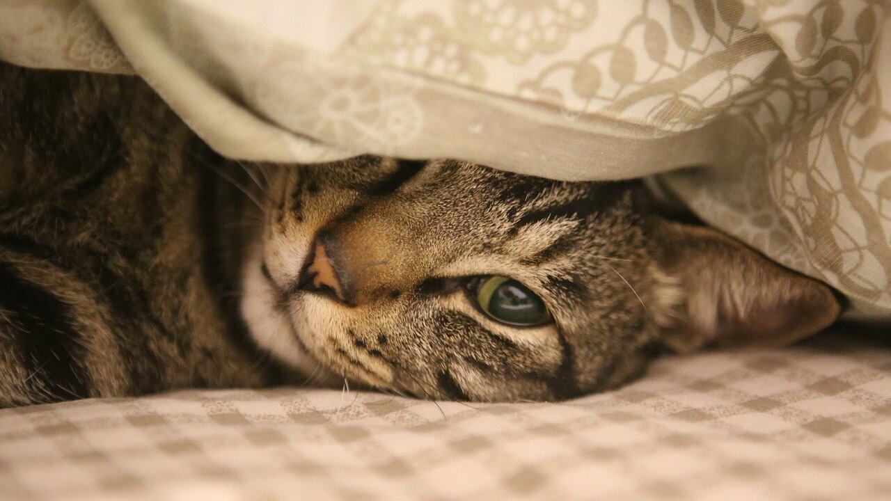 Katze im Bett: Ist das eine gute Idee? Das sagen Expert:innen