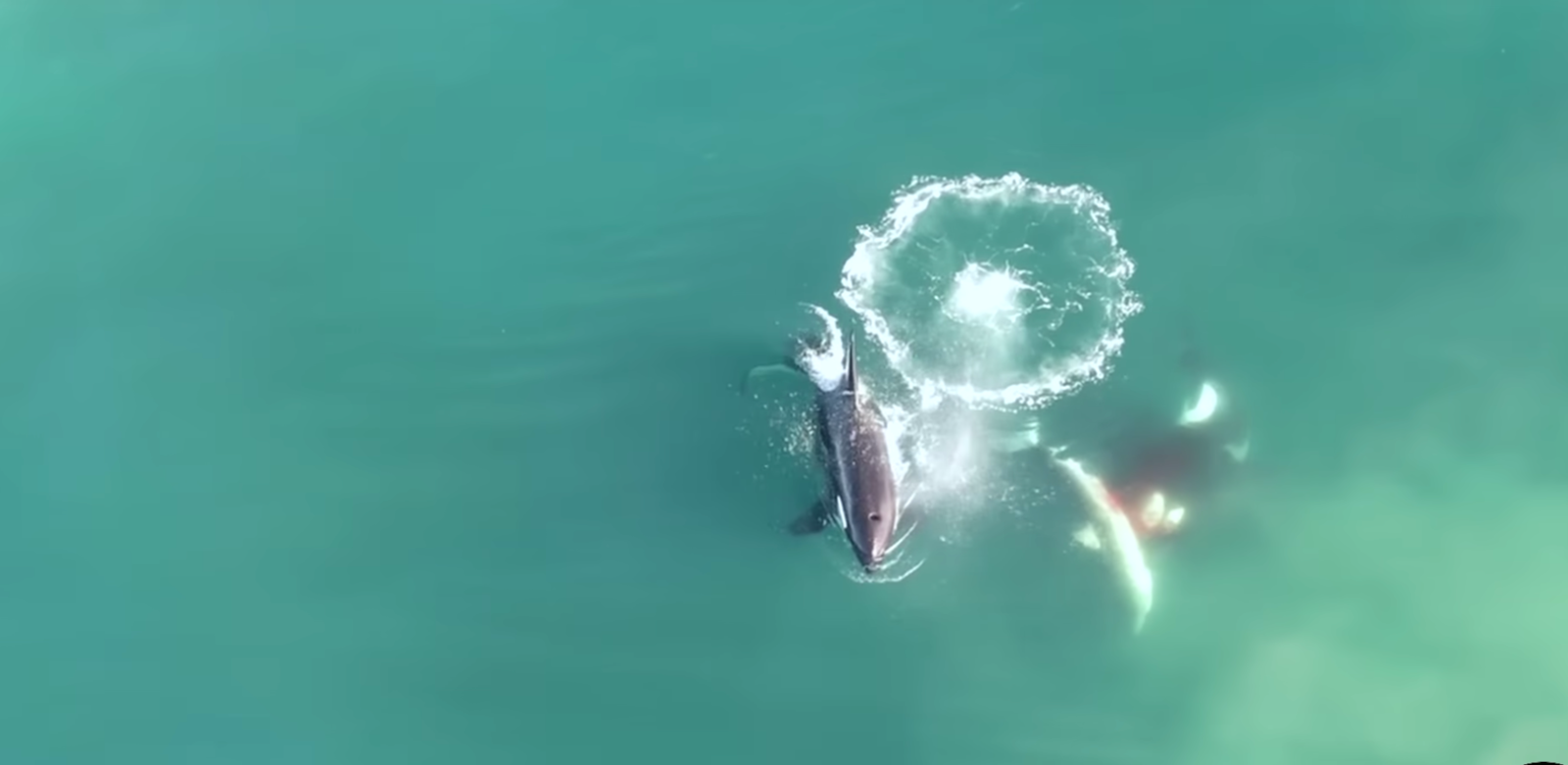 Orcas jagen Hai: Drohnen-Aufnahmen zeigen erstmals Kampf im Detail