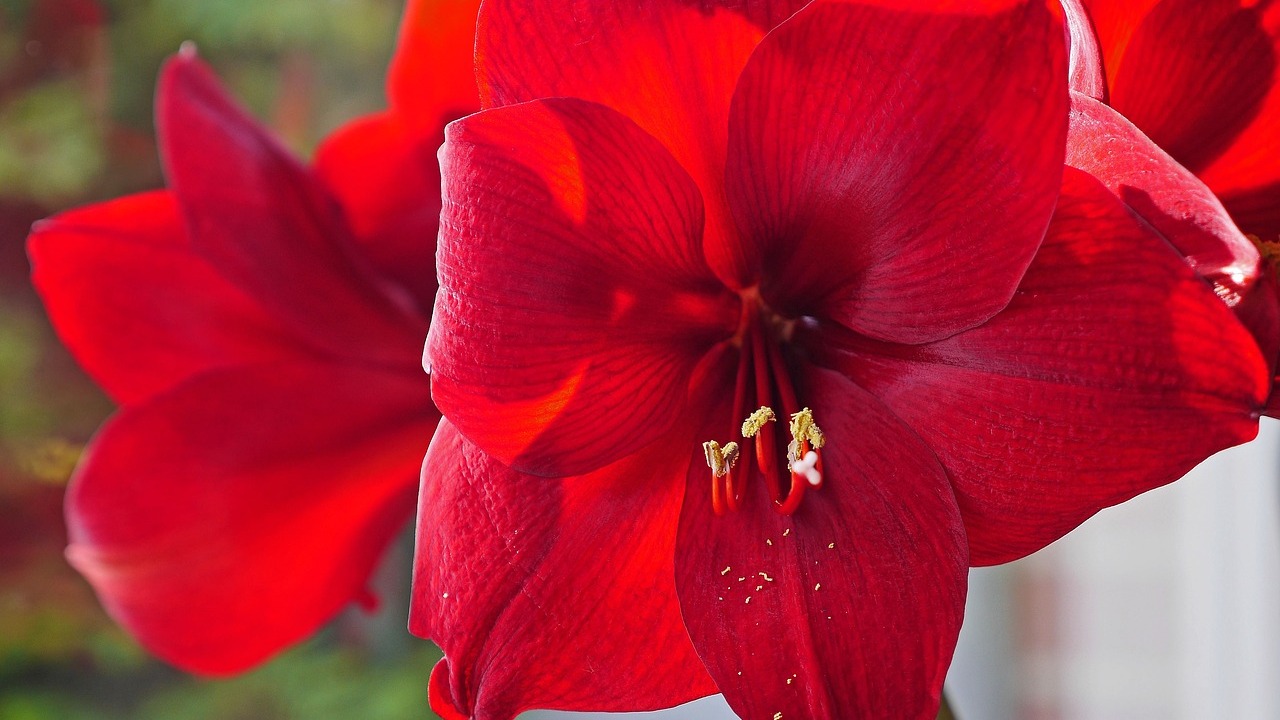 Amaryllis-pflegen-Alles-zu-Standort-D-ngen-und-Gie-en