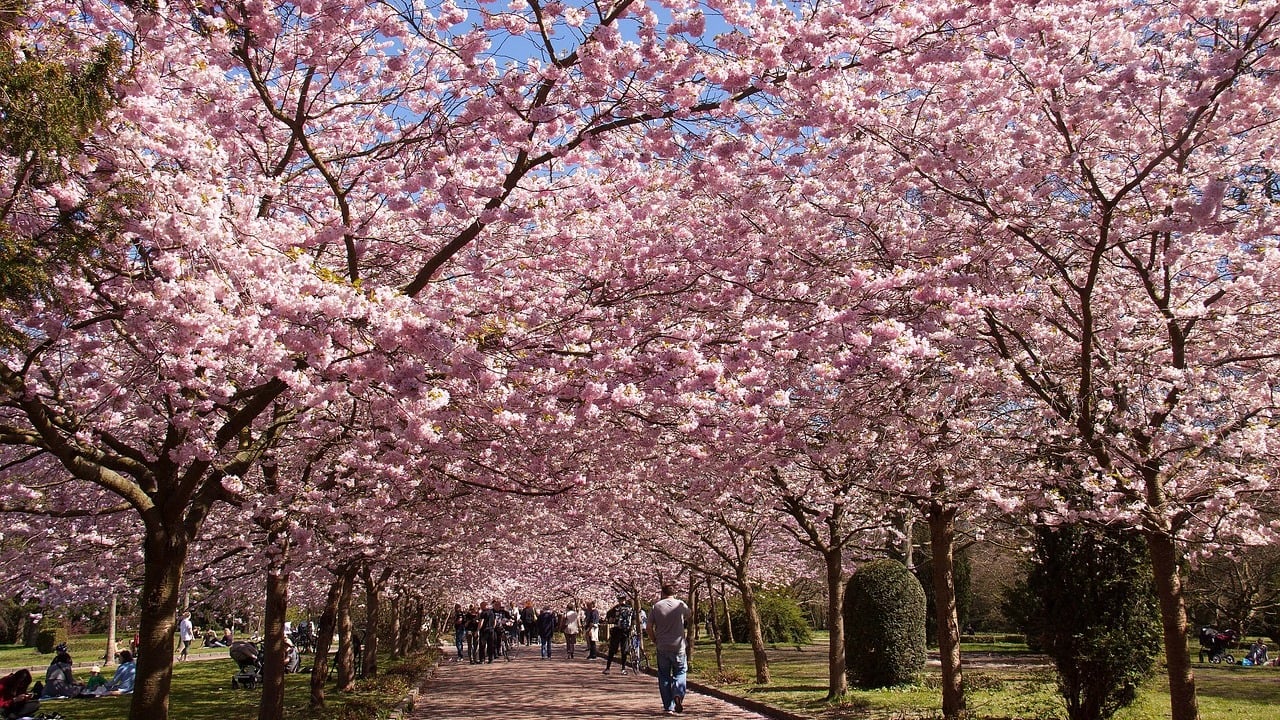 2023 年にドイツの桜を見る: 公共交通機関で行ける場所 5 か所