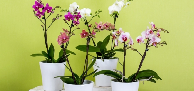 orchideen düngen