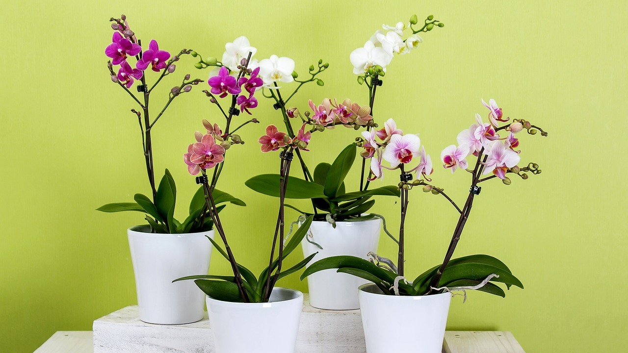 Orchideen düngen: An dieses Hausmittel hast du sicher nicht gedacht