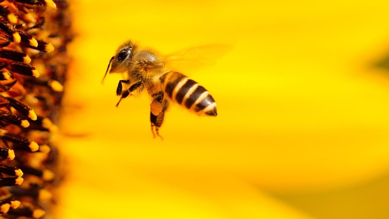 Vor-Pollen-und-Nektar-Warum-Bienen-nicht-immer-vegetarisch-waren