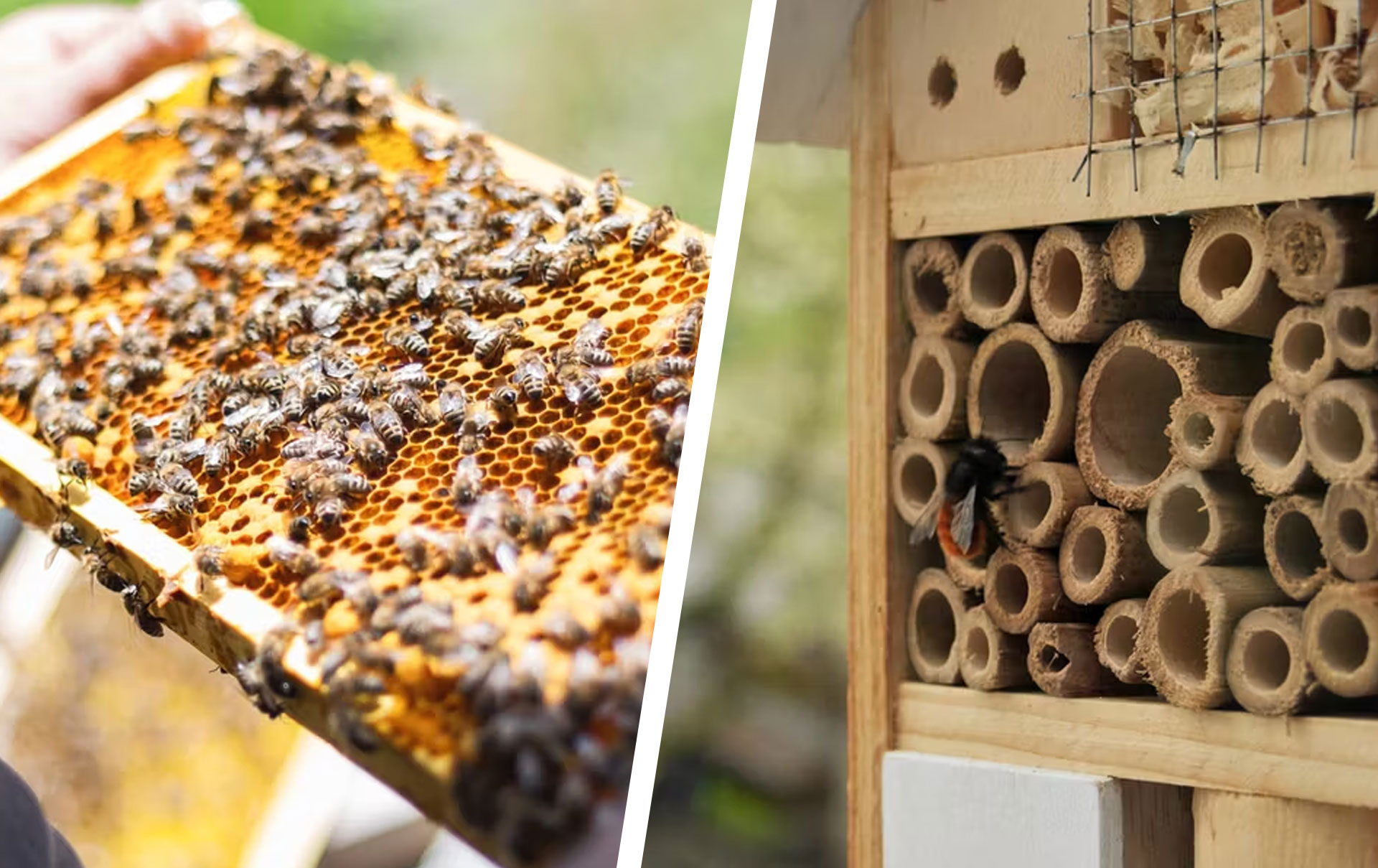 Hanf anbauen: Nicht legal, aber eine Bienenweide