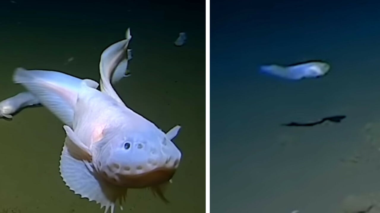 Fisch in Rekordtiefe von 8336 Metern entdeckt - so sehen die Tiere aus
