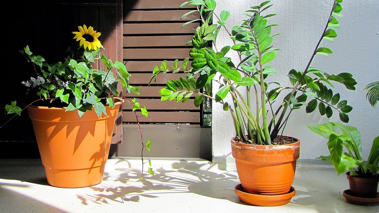 Diese 5 Zimmerpflanzen gehören im Sommer auf den Balkon
