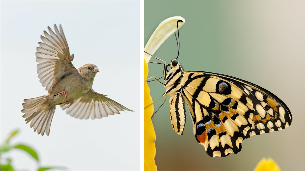 Konvergente Evolution: 5 spannende Beispiele aus der Natur