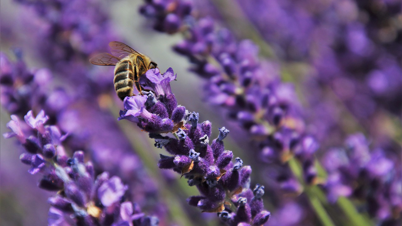 -Bienenfreundliche-Balkon-und-Gartenpflanzen-warum-sie-oft-eine-Gefahr-f-r-die-Insekten-sind