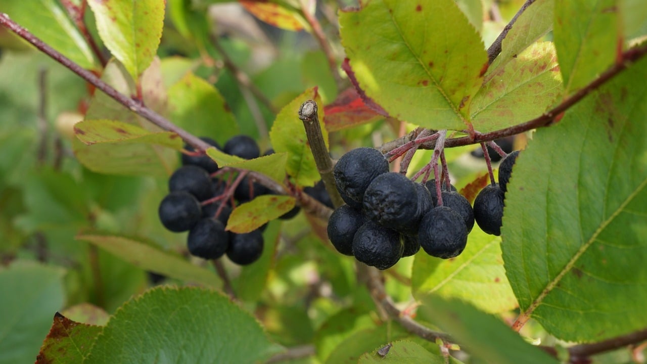 Aroniabeeren-verarbeiten-Jetzt-ist-der-richtige-Zeitpunkt-f-r-das-Superfood