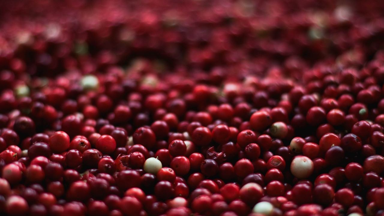 Cranberrys-und-Preiselbeeren-So-unterscheiden-sie-sich