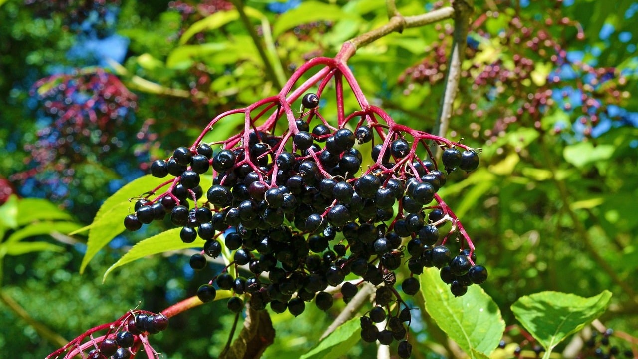 Holunderbeeren-Achtung-bei-diesen-Beeren-besteht-Verwechslungsgefahr
