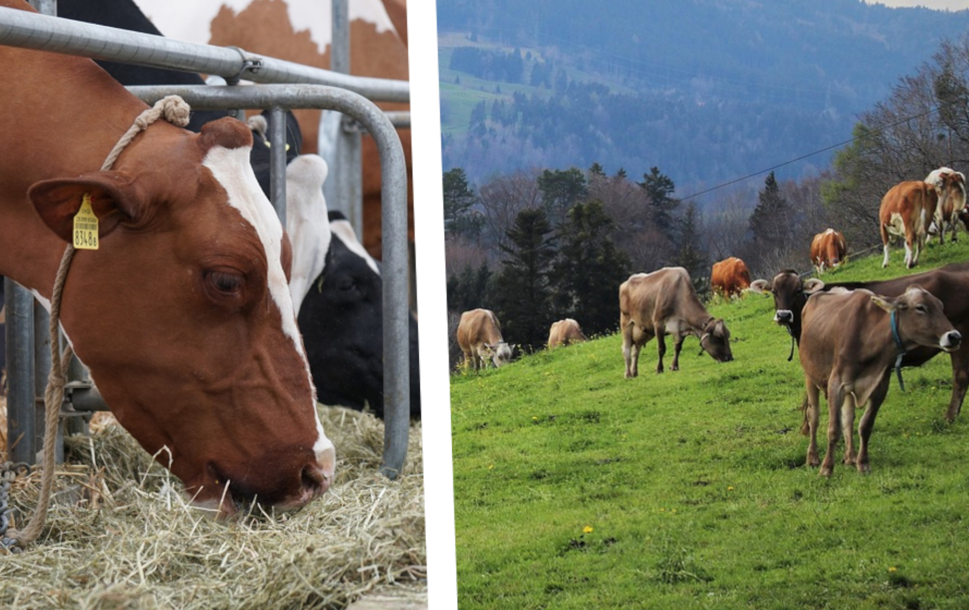 Unter welchen Voraussetzungen ist eine Anbindehaltung erlaubt?