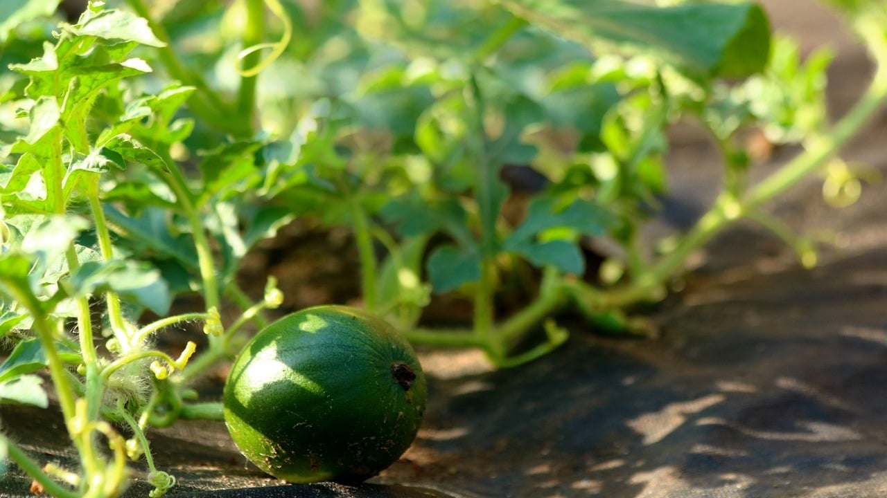 Melone vorziehen So wird es auch in deinem Garten was Utopia.de