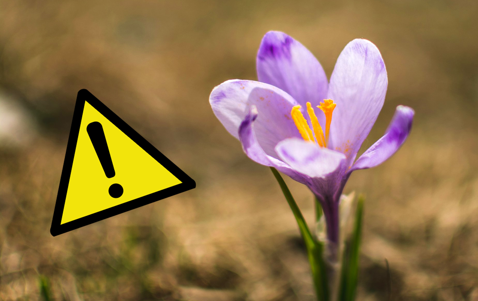 Blumen pflücken kann teuer werden: Finger weg von diesen Arten!