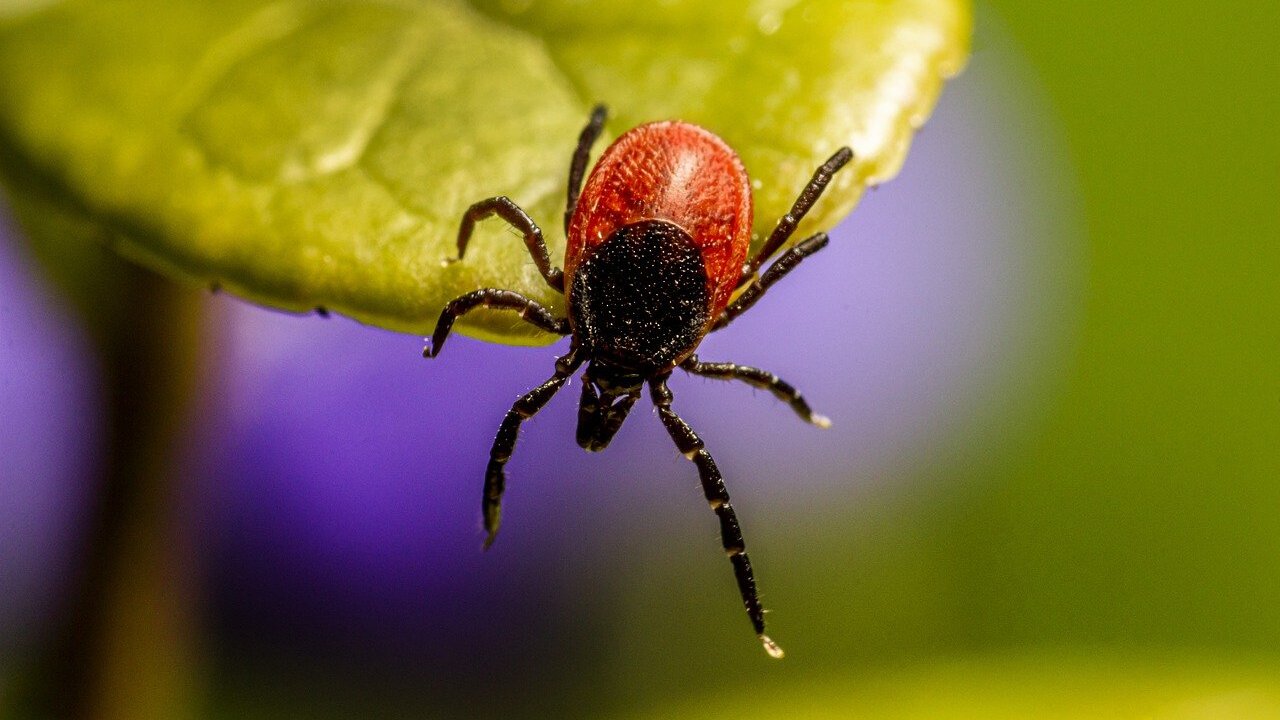Diese-3-Pflanzen-gegen-Zecken-kannst-du-einfach-in-deinen-Garten-pflanzen