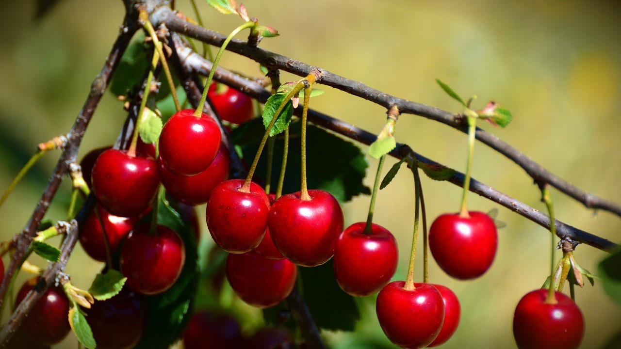 Was-ist-der-Unterschied-zwischen-Sauerkirschen-und-Schattenmorellen-