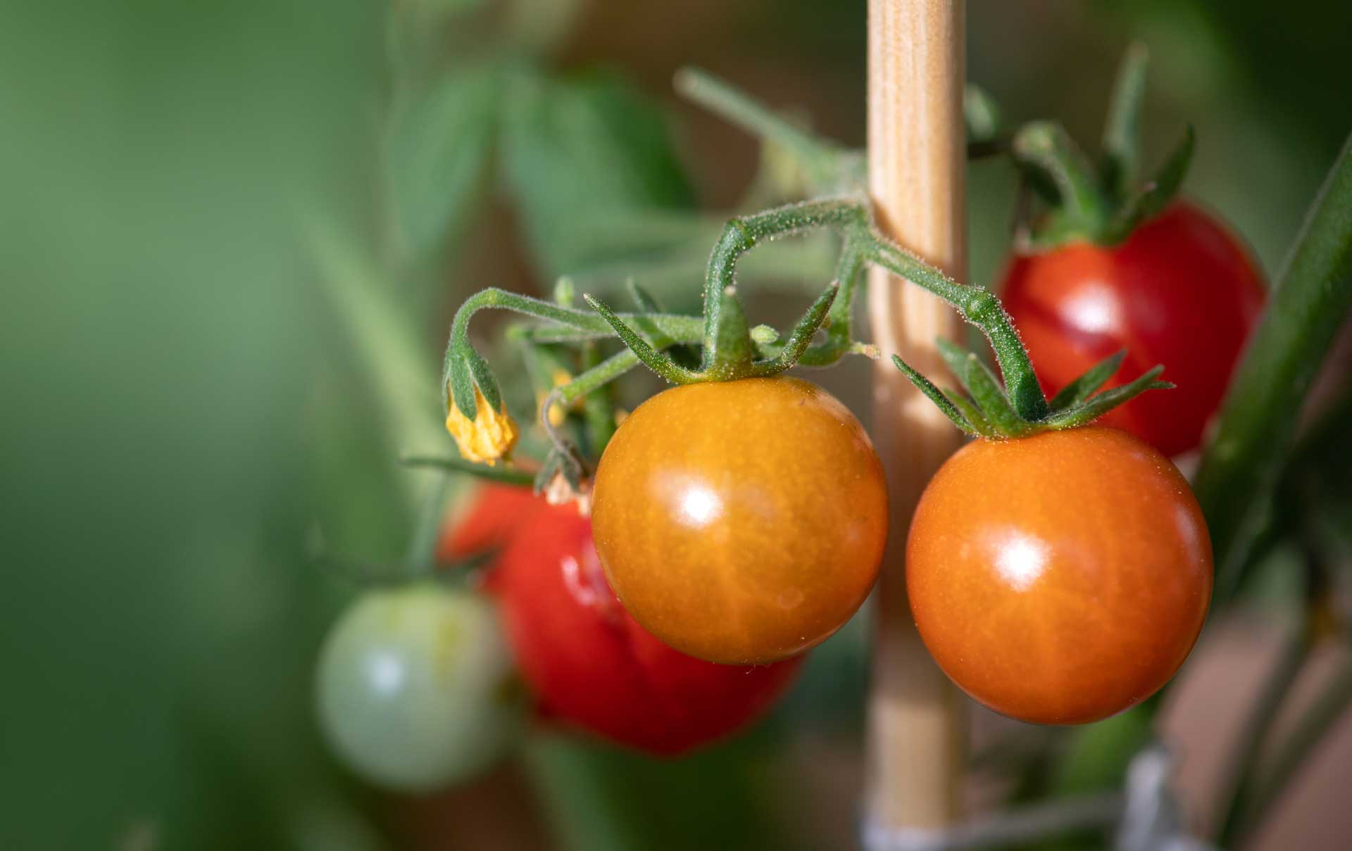 So-werden-Tomaten-aromatischer-Gie-wasser-Zusatz-hat-jede-r-zuhause