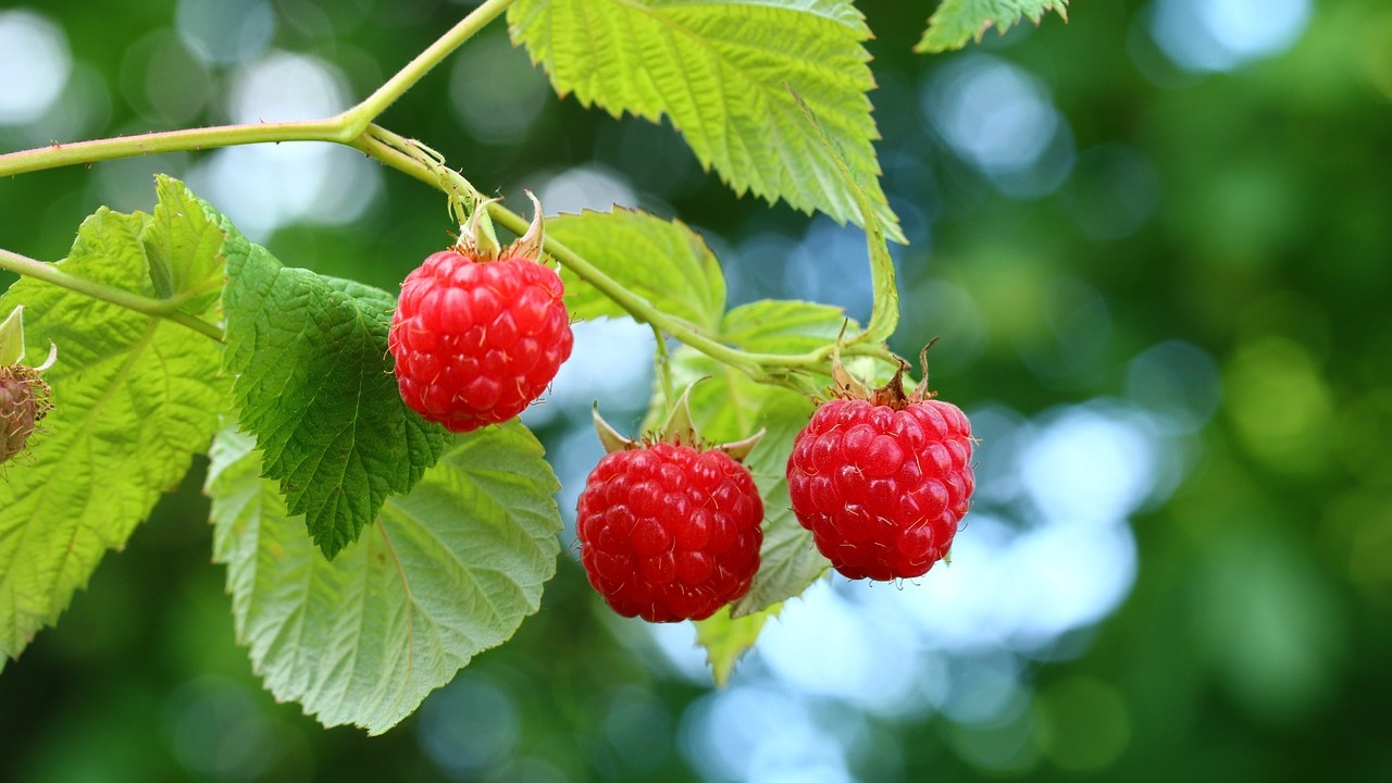 Himbeeren düngen Richtiger Zeitpunkt und Pflanzendünger
