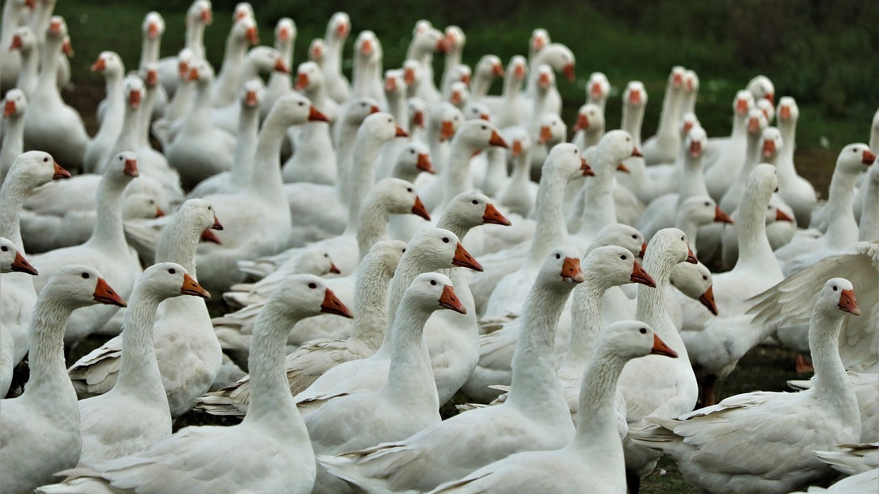 Vogelgrippe-gef-hrlich-f-r-den-Menschen-Das-solltest-du-wissen