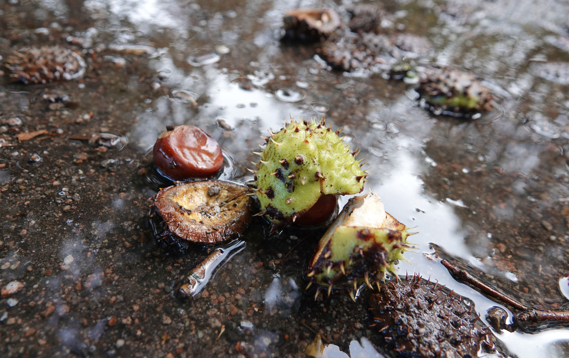 Dents in the car caused by chestnuts: does the insurance cover it?