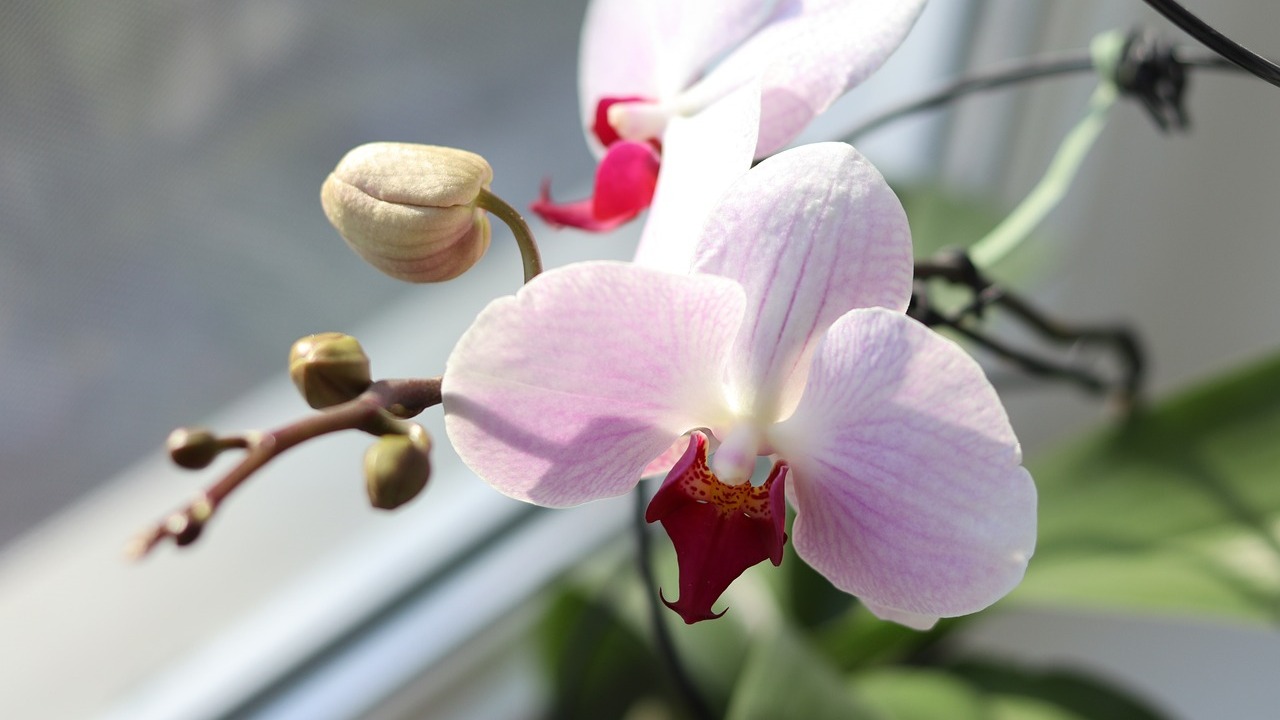 Mit einer einfachen Backzutat kannst du auch Orchideen düngen