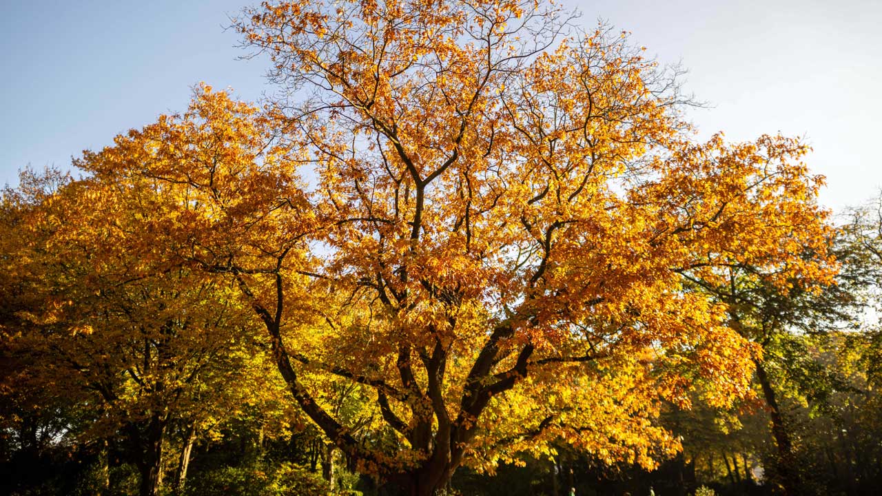 Baum des Jahres 2025 gewählt: Kannst du ihn benennen? - Utopia.de