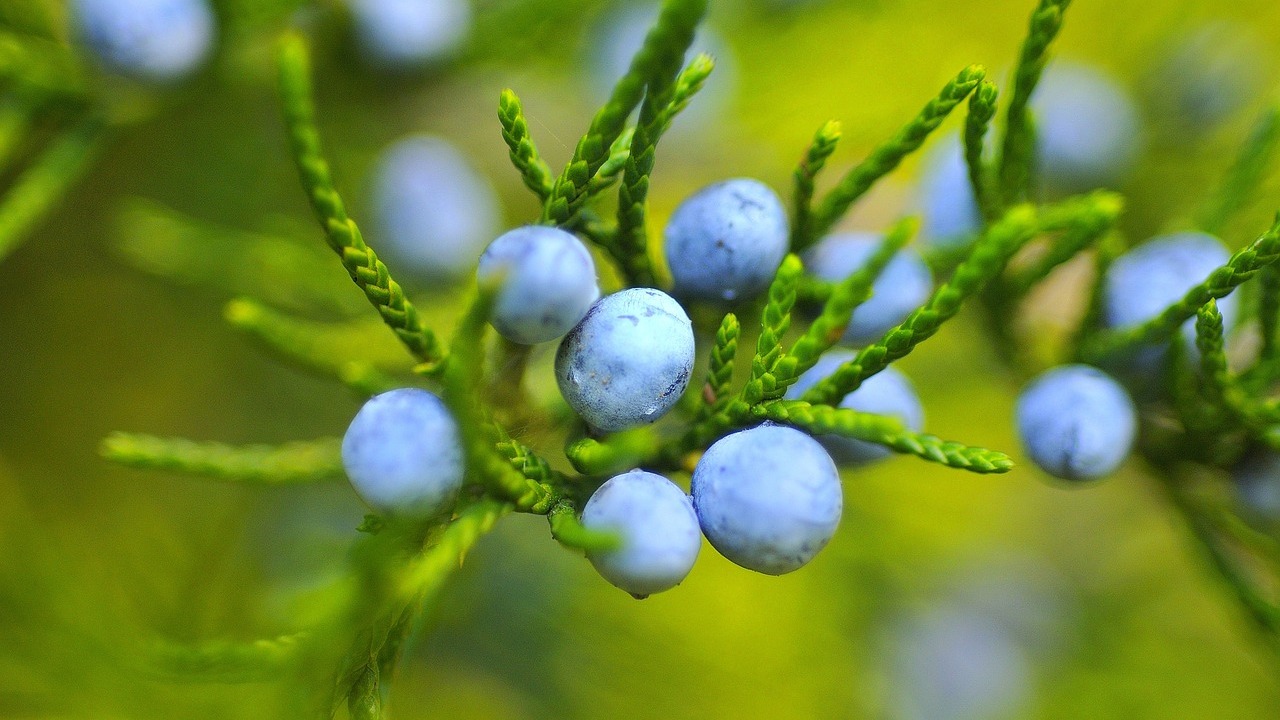 Waldheidelbeeren-Wann-sie-Saison-haben-und-wo-du-sie-kaufen-kannst