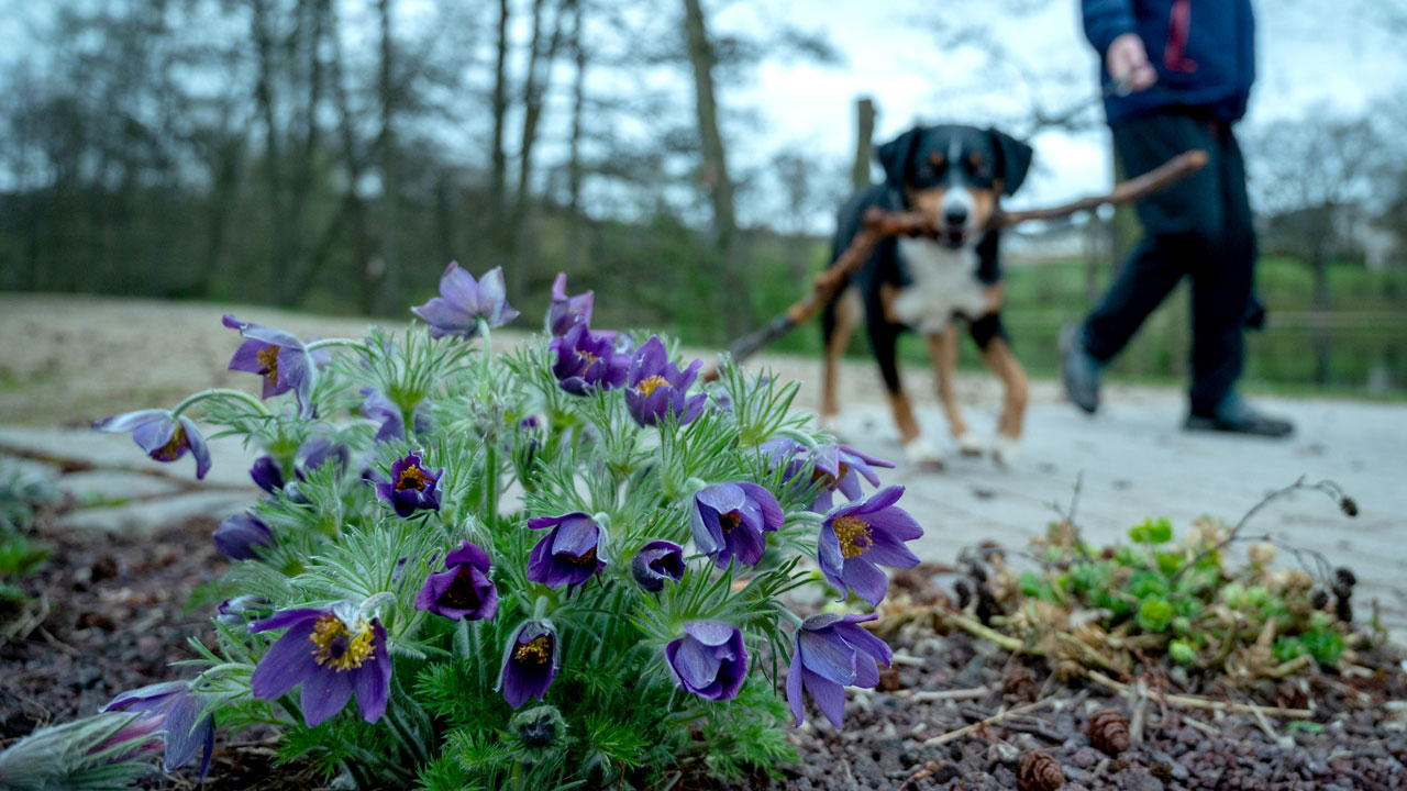 Frühlingsblumen: Diese Blumen sind giftig für Hunde