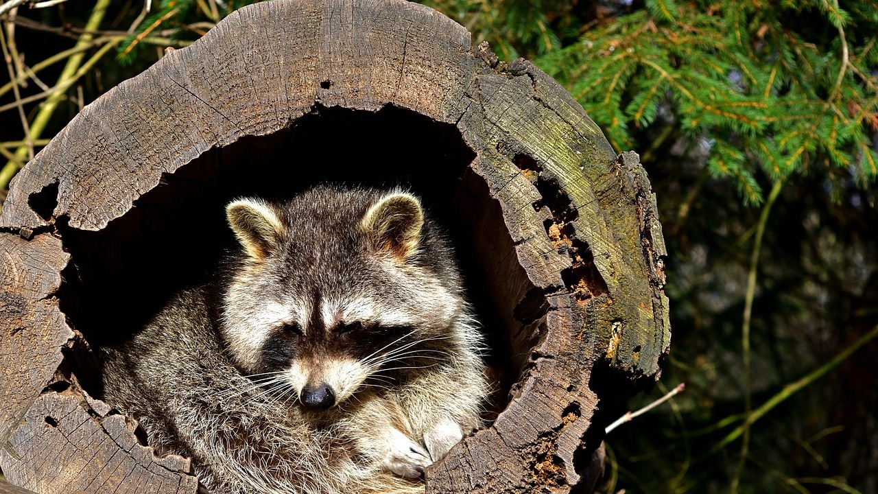 Waschbärkot im Garten entdeckt? Das solltest du jetzt tun