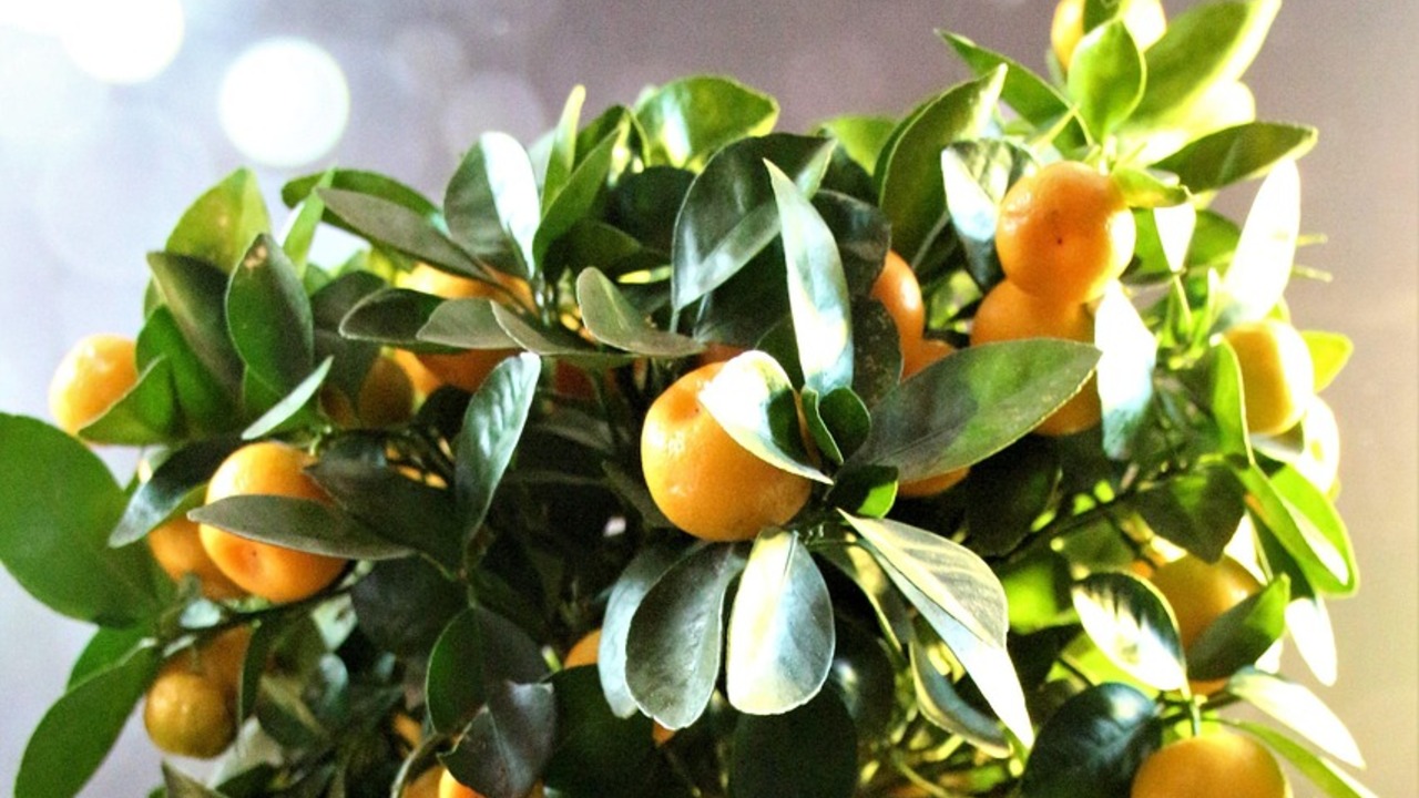 Calamondin: Kennst du diese Zitrusfrucht?