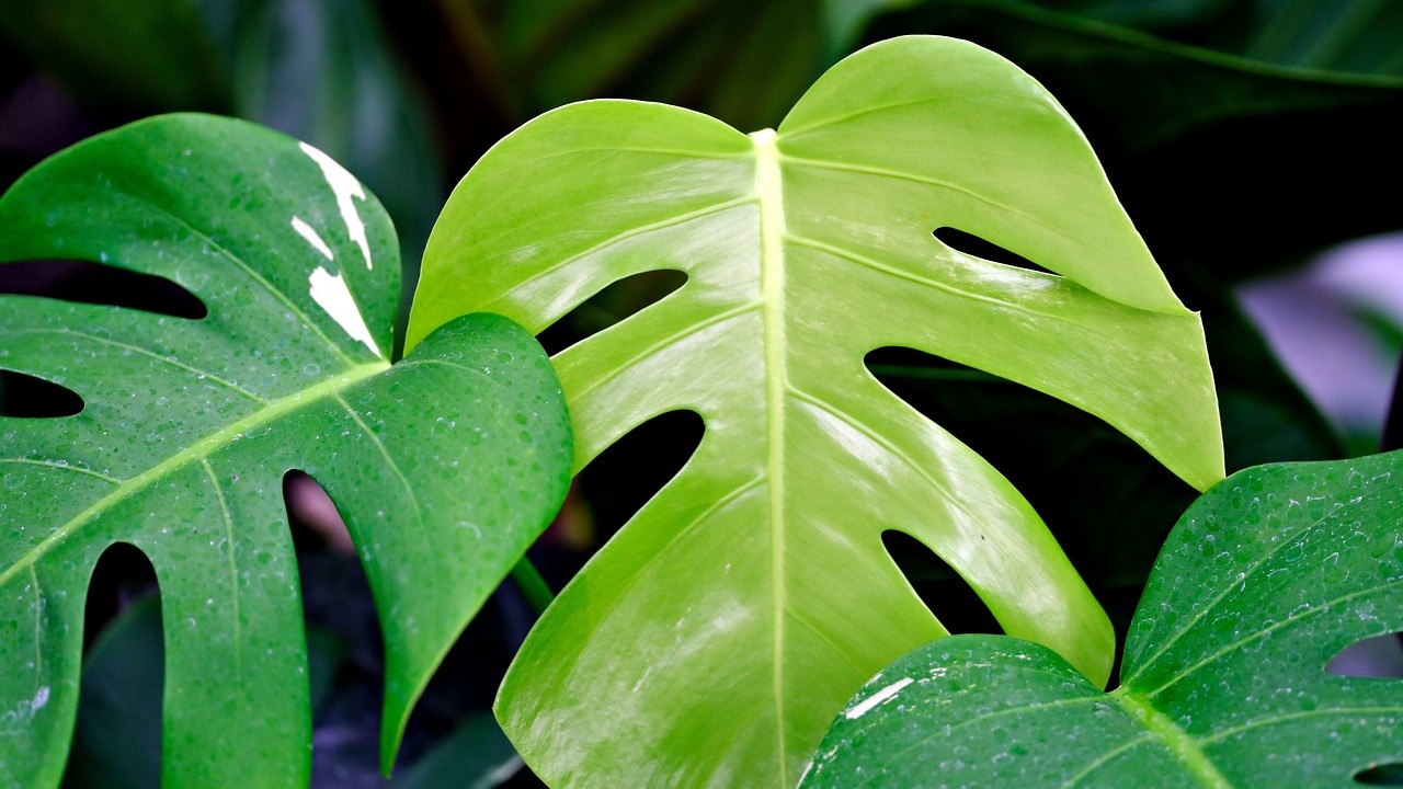 Monstera düngen: Diese 5 Möglichkeiten hast du