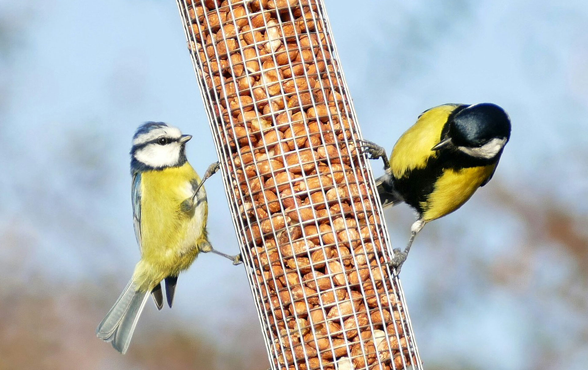 Vögel füttern, ohne Ratten anzulocken: 3 einfache Tipps