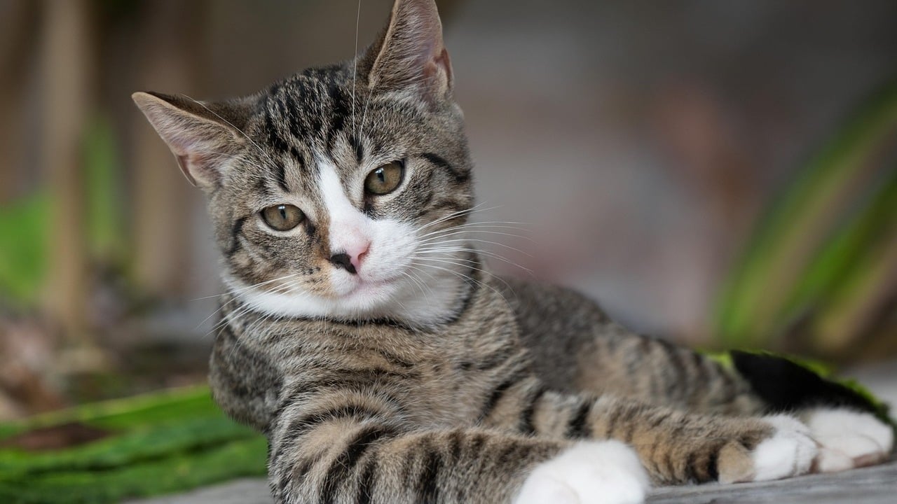 Die drei besten Zimmerpflanzen für Katzenbesitzer:innen