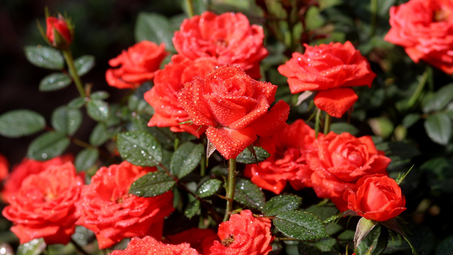 Nicht wegwerfen: Mit diesem Biomüll kannst du Rosen düngen