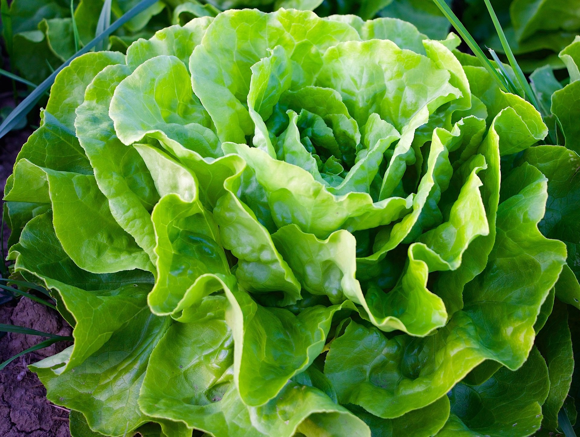 Jeden-Tag-Salat-essen-Das-sind-die-Folgen-f-r-deinen-K-rper