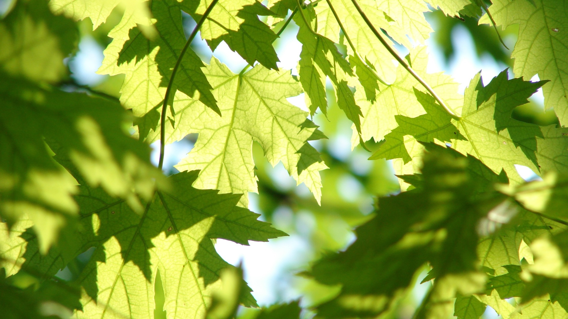 Bl-tter-vom-Baum-essen-Bei-diesen-Sorten-geht-das
