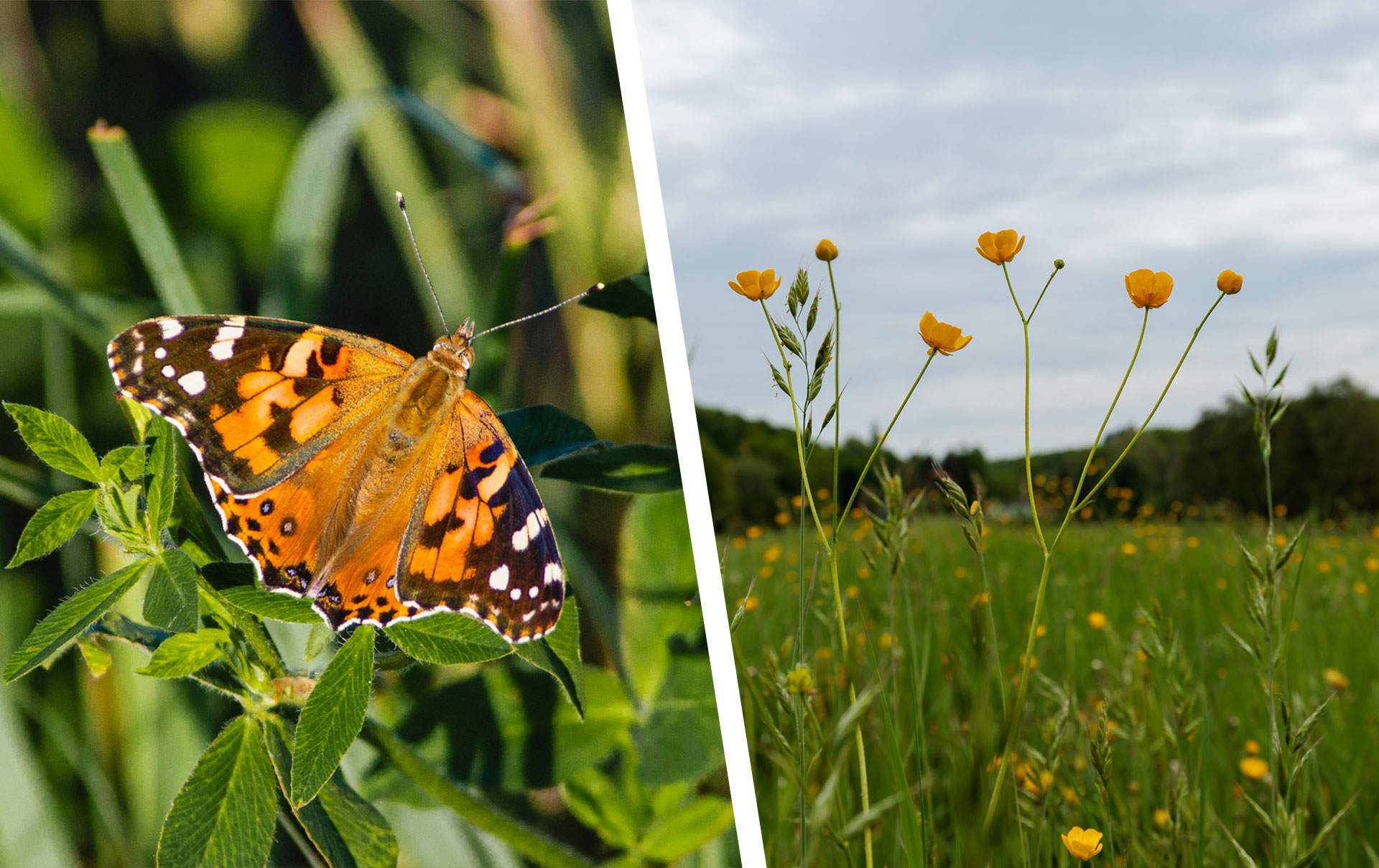 Artenvielfalt-im-Garten-f-rdern-Mit-diesem-Experten-Tipp-kann-man-nicht-viel-falsch-machen-