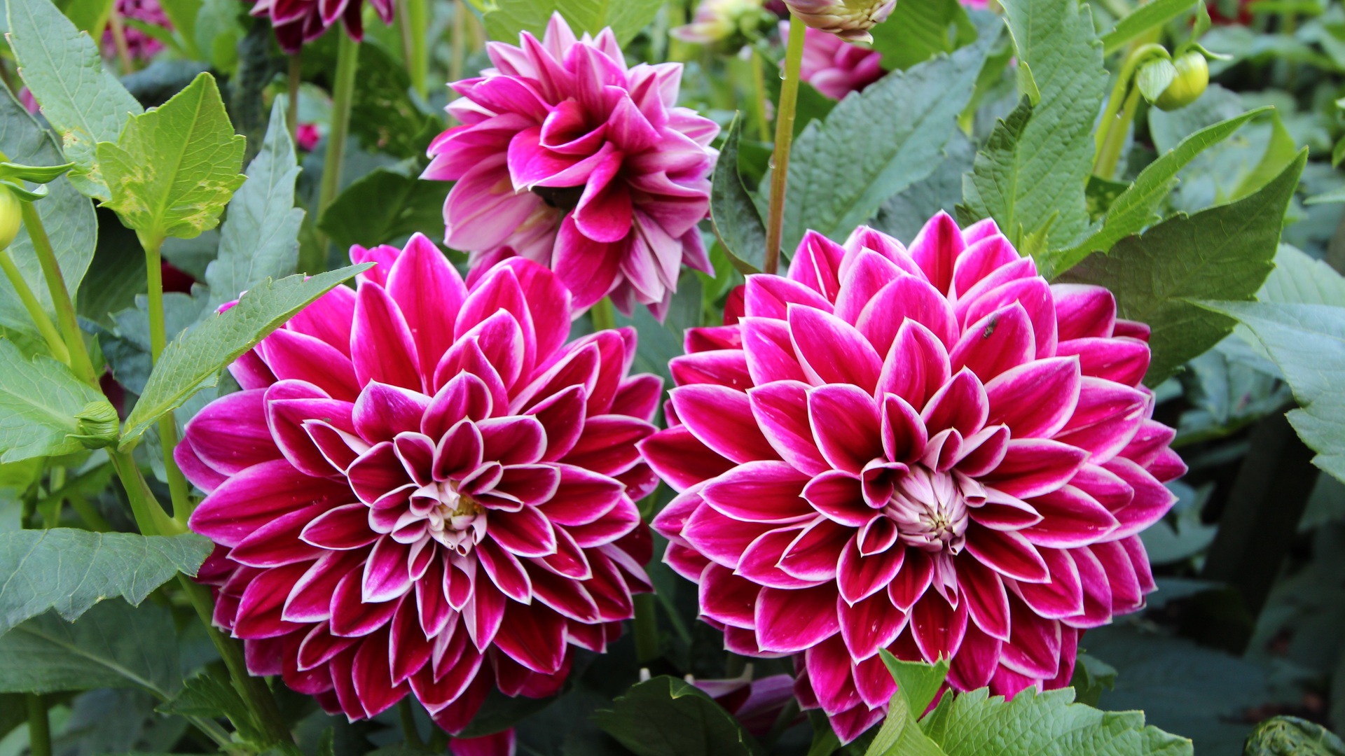 5 Orte, an die du Dahlien niemals pflanzen solltest