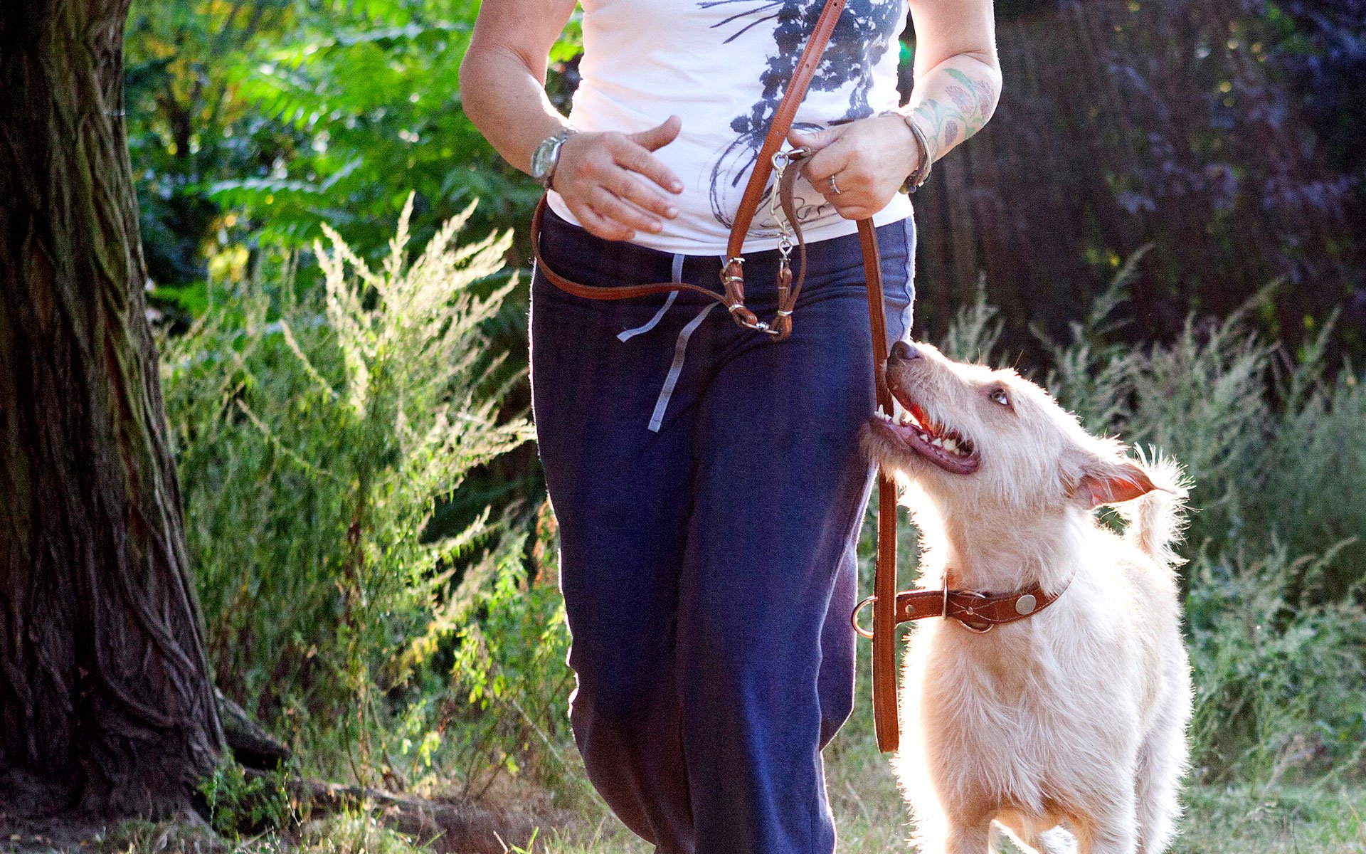 Hund-an-der-Leine-Warum-das-im-Fr-hsommer-so-wichtig-ist