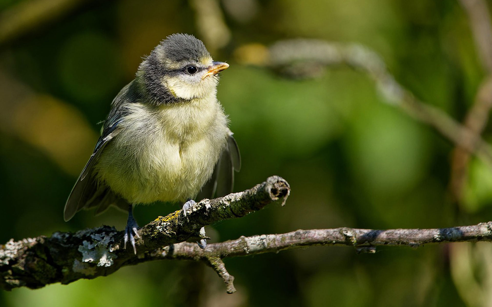 Brutzeit im Garten: Wie du Vögel vor jagenden Katzen schützt