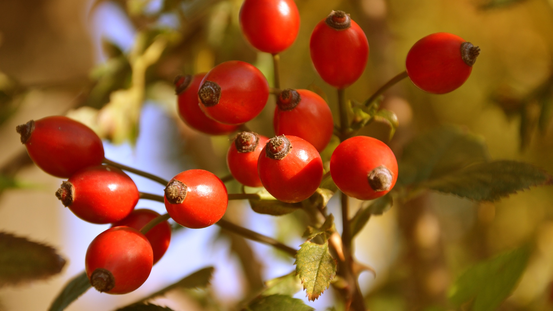 Regionale Vitamin-C-Lieferanten: Direkt sammeln und verarbeiten