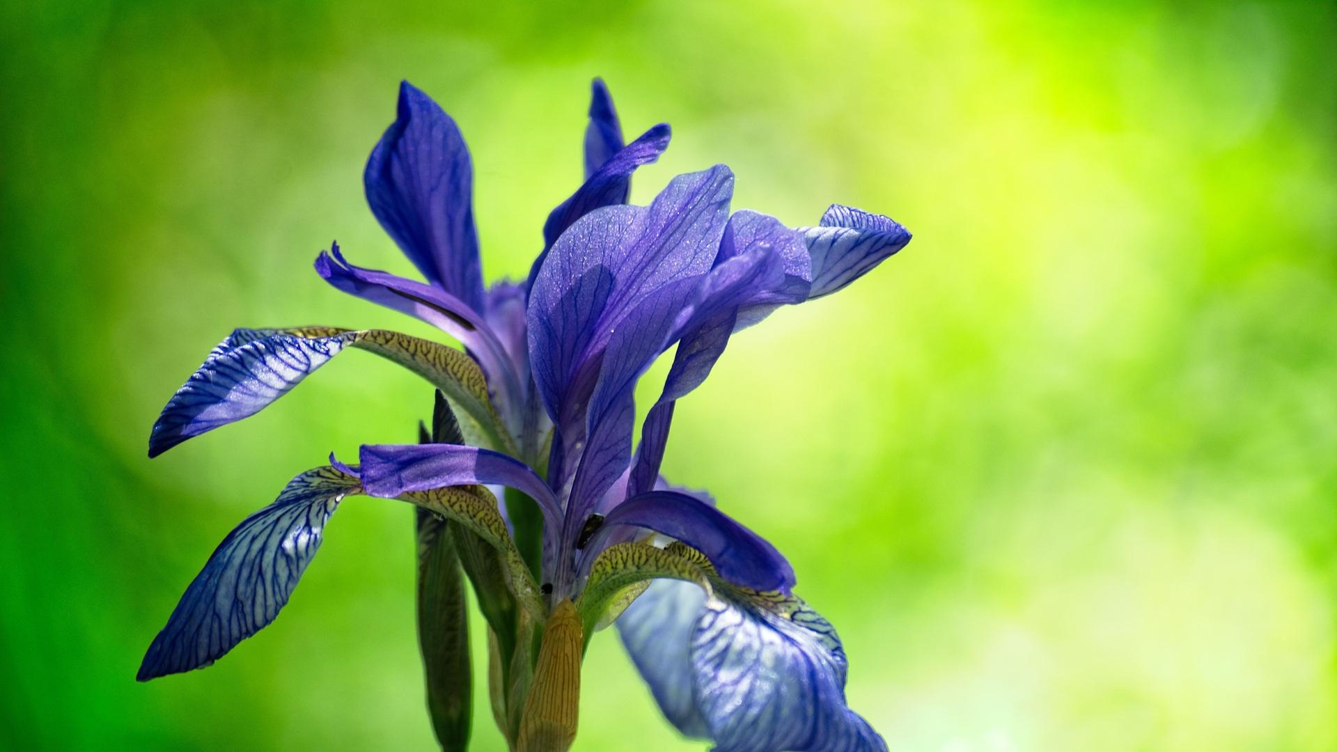 Schwertlilien richtig schneiden und eine üppige Blüte fördern