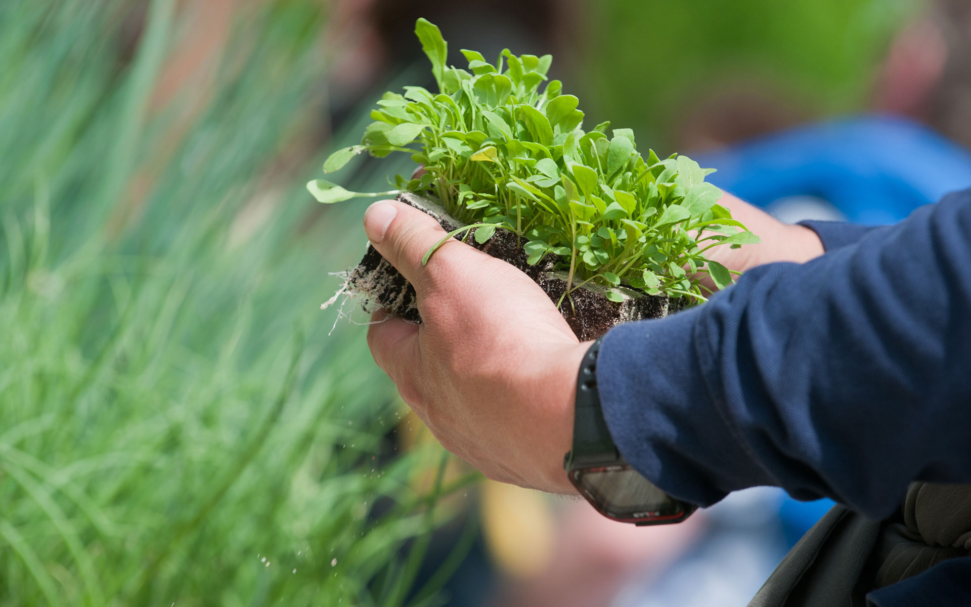 Selbst säen oder Jungpflanzen kaufen? Entscheidungshilfe für deinen Gemüsegarten