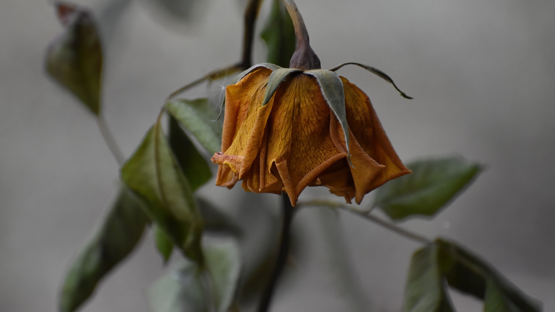 Verwelkte Rosen für neue Blüten entfernen – mit einer Ausnahme