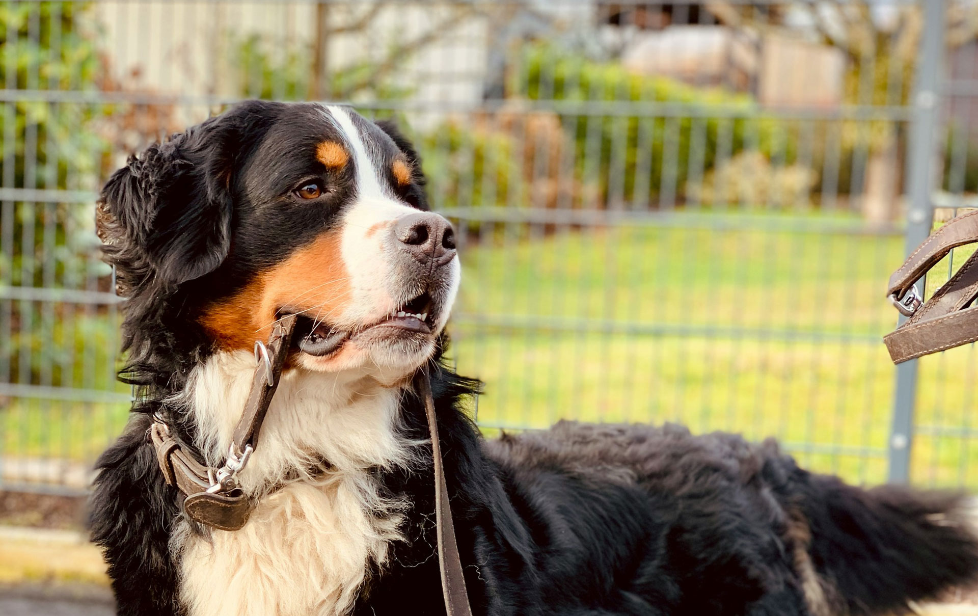 Diese-7-Regeln-m-ssen-Hundehalter-innen-kennen