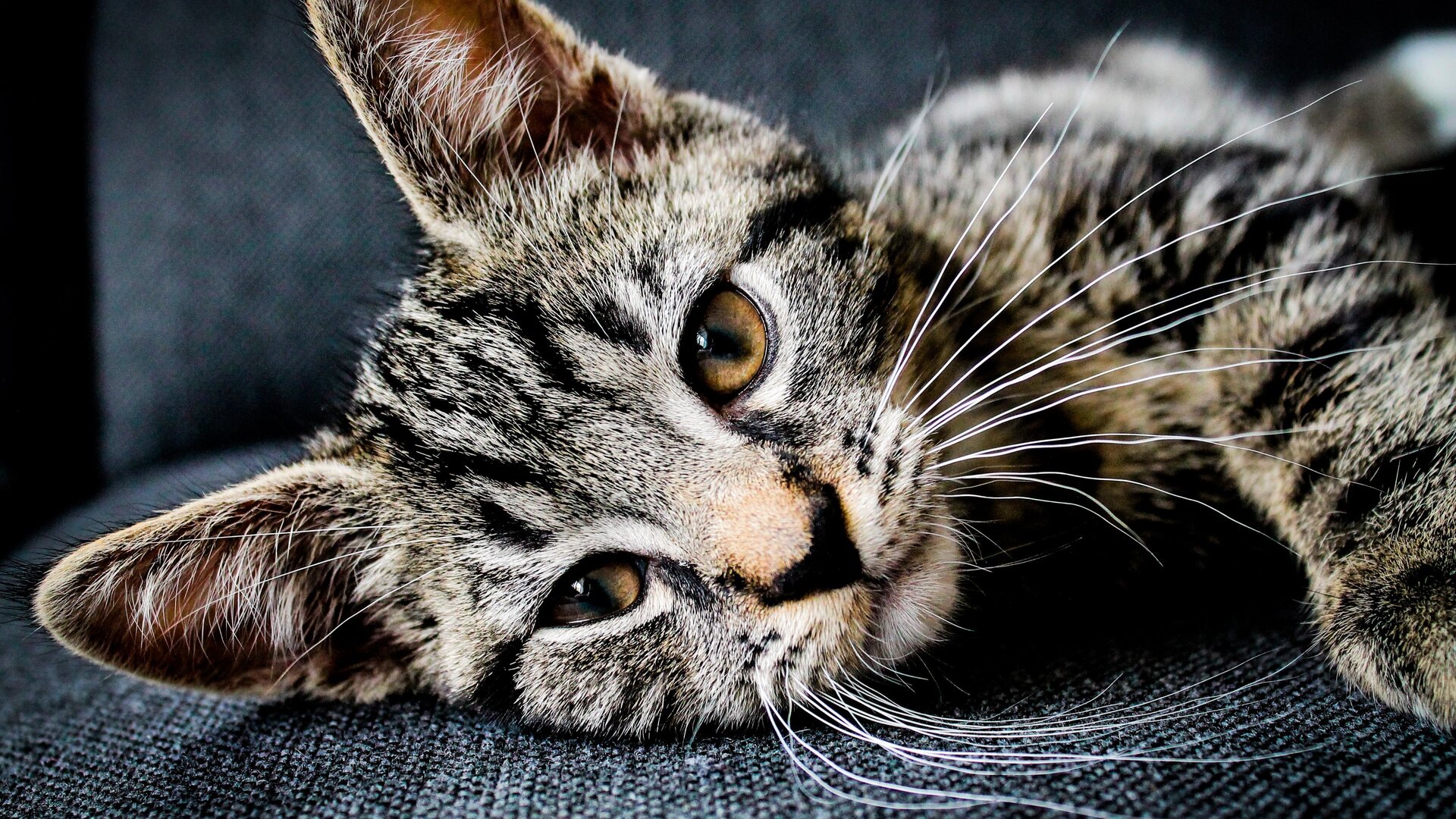 An-diesen-5-Anzeichen-erkennst-du-dass-deine-Katze-einsam-ist