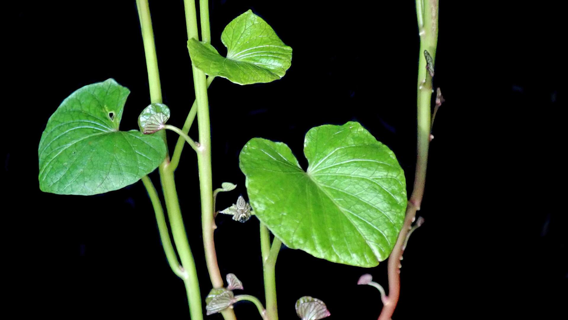 Nicht-nur-lecker-S-kartoffel-als-Zimmerpflanze