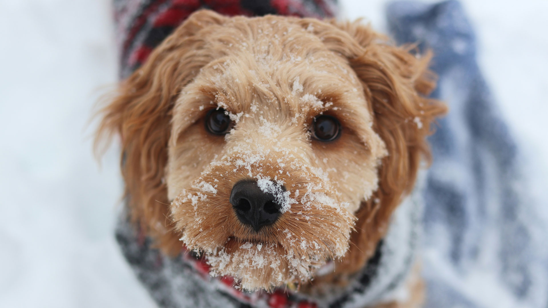 Braucht-mein-Hund-wirklich-einen-Wintermantel-So-sch-tzt-du-deinen-Vierbeiner-vor-K-lte-und-N-sse